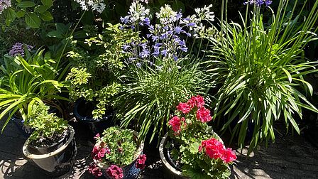 Op de foto zijn verschillende bloemen en planten in potten te zien.