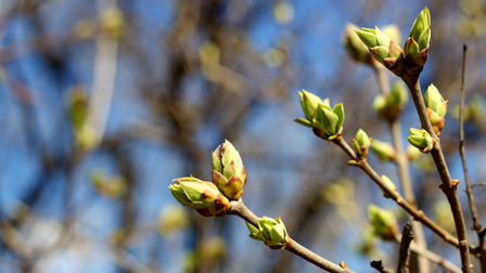 Boom met uitlopende knoppen