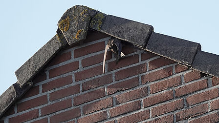 Op de foto zie je een gierzwaluw die onderaan een dak zit.