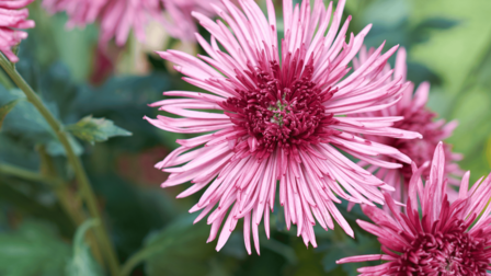 Een bloem in een herfstuin