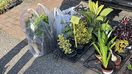 Op de foto zijn meerdere planten te zien vlak voor de bumper van een auto