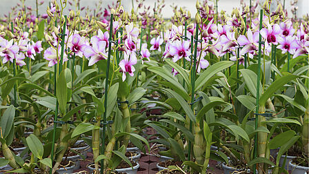 Op de foto staan meerdere orchideeën bij elkaar