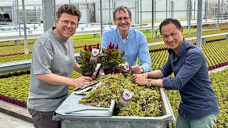 Op de foto staan drie mannen om elkaar heen in een kas met een plant in hun handen.