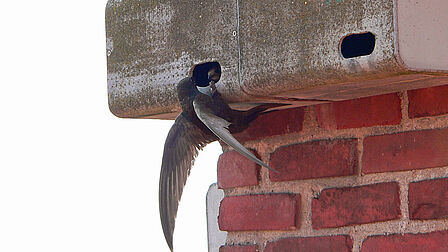 Op de foto is een gierzwaluw te zien die tegen de muur aanhangt.