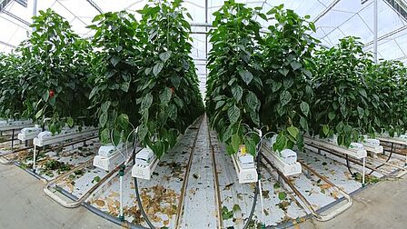 Op de foto zijn meerdere planten in een kas te zien