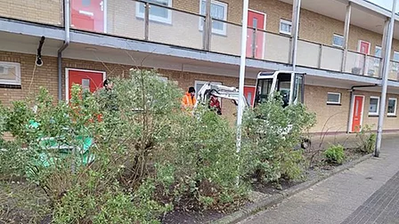Gemeente verwijdert invasieve plant in duingebied Monster en Ter Heijde.