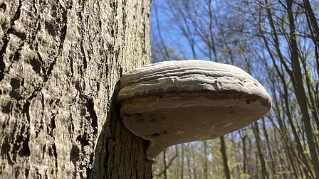 Op de foto is een paddenstoel te zien die vastzit aan een boom in het Staelduinse Bos te 's-Gravenzande